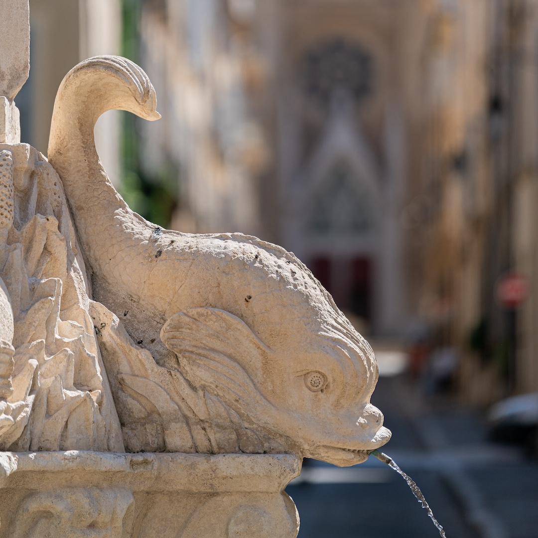 4 dauphins © Thomas Luppo (7)
